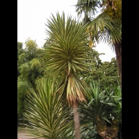 Yucca Aloifolia (fam Agavacees) (03)
